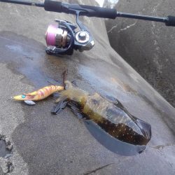 エギング秋シーズン開幕